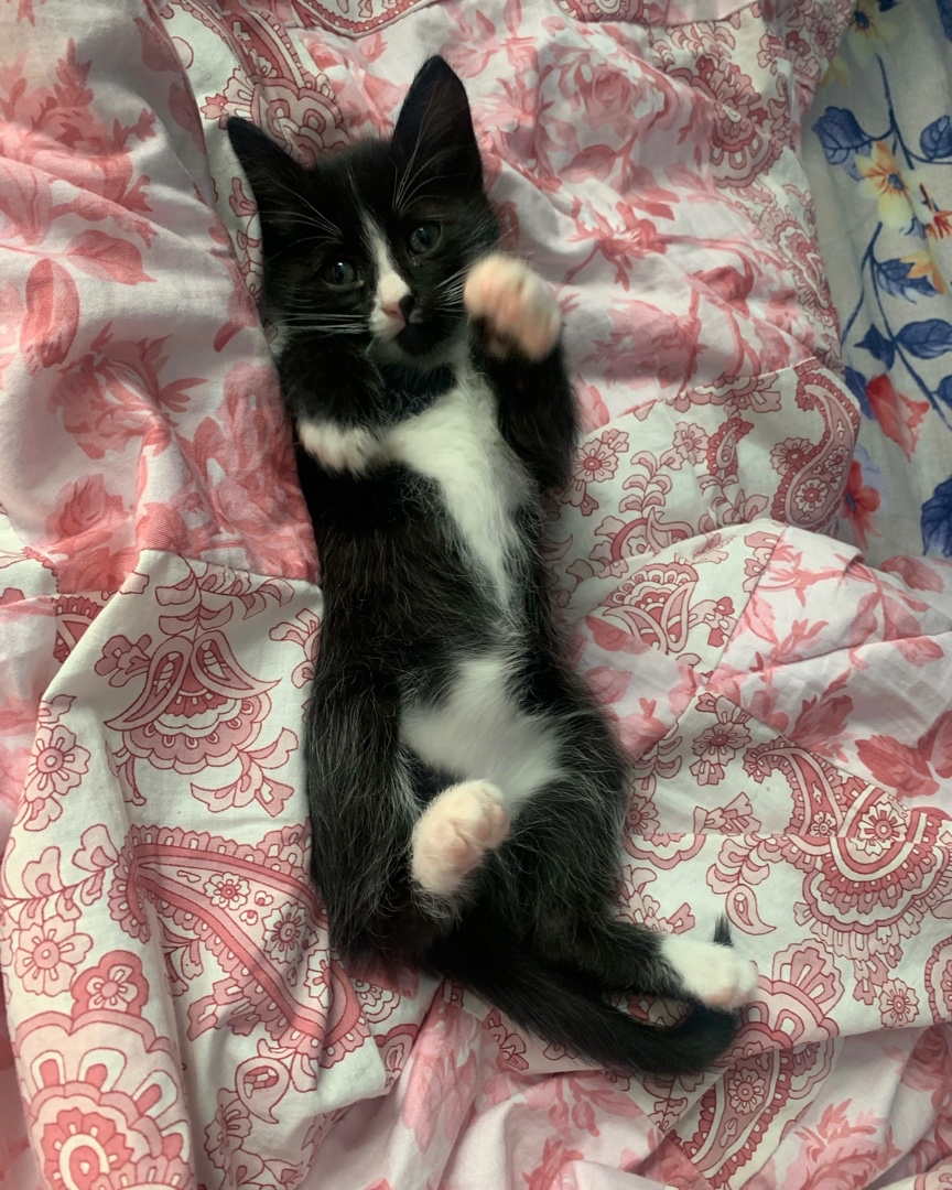 AlexisCarmona999 в LOOKY — Котёнок) 