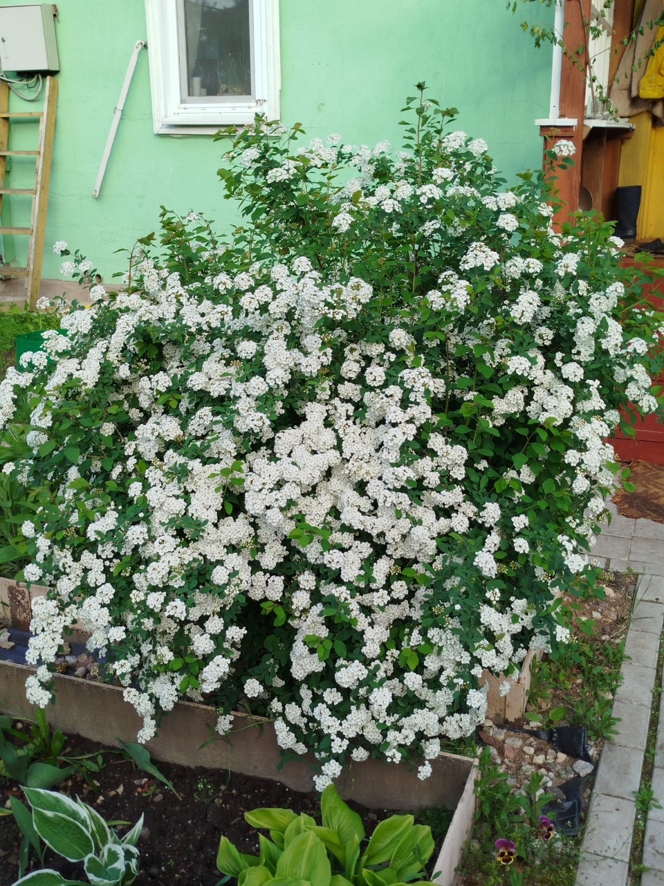 Моя спирея агута