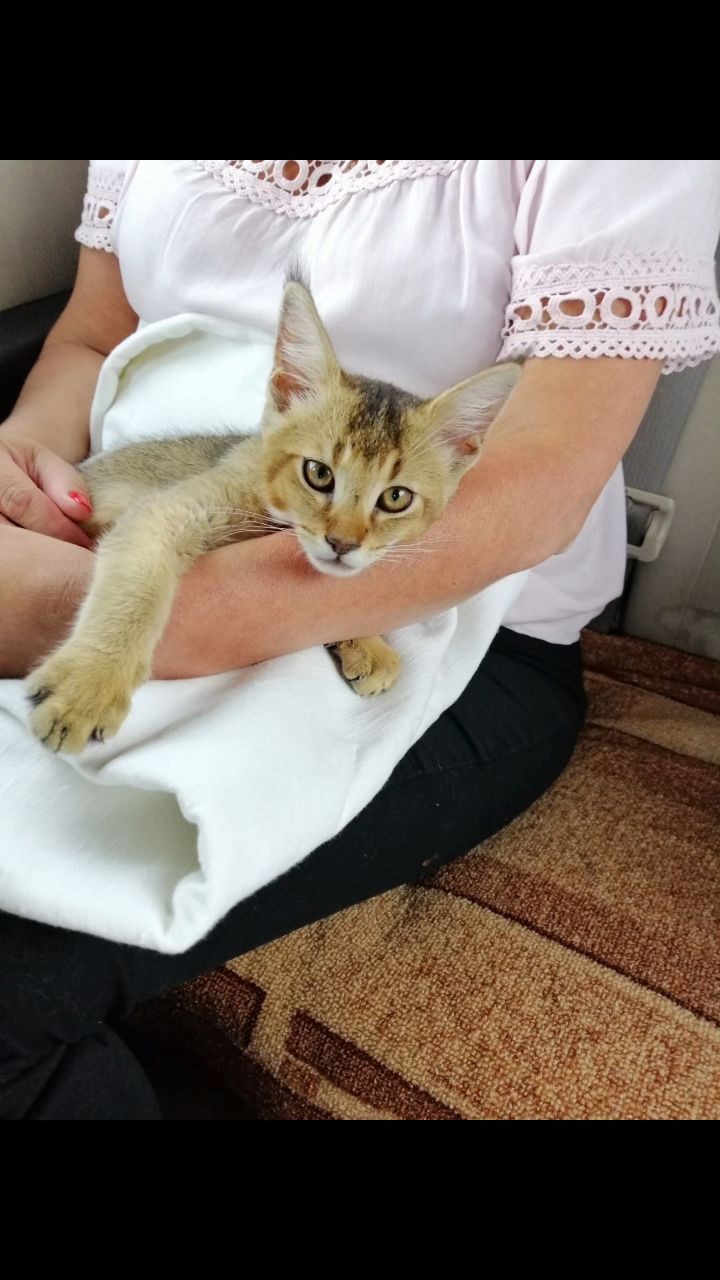 afina_zeus в LOOKY. #хвостатый_друг,#хвостатый_друг.

А,#кот,#кошки,##кошка,#коты,#мыизкотограма,#люблюкошек,#красивыекошки,#гибридныекошки,#редкиекошки,#большиекошки,#looky,#looky_official,#looky_кошки,#looky_контент,#челлендж. "Привет, друзья!

Че...