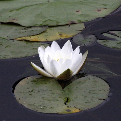 yuriy23 в LOOKY. #лилия,#пруд,#лето,#природа.,#парк,#лилии,#lily,#summer,#pond,#park. Лилия       /      #...