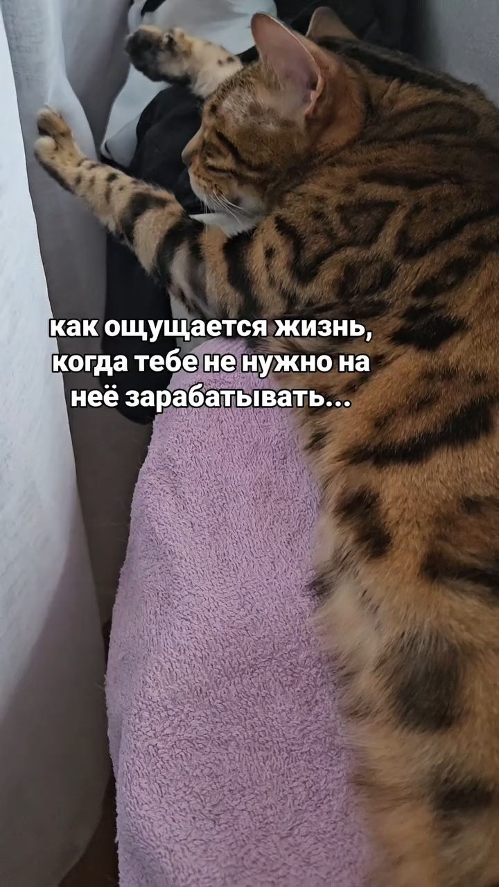 akita_inu__shiba_inu в LOOKY — публикация