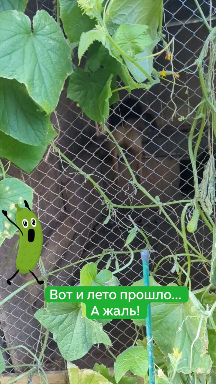  в LOOKY — Огурчики собаки тоже любят! Если у вас есть лишние или некон