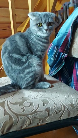 Мусиндра в LOOKY. #муся,#мусиндра,#котейка,#кошечка. Наверное не стой ног...