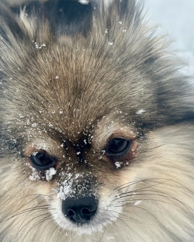Looky_1712977567678 в LOOKY. . Ох, люблю я снег ❄️