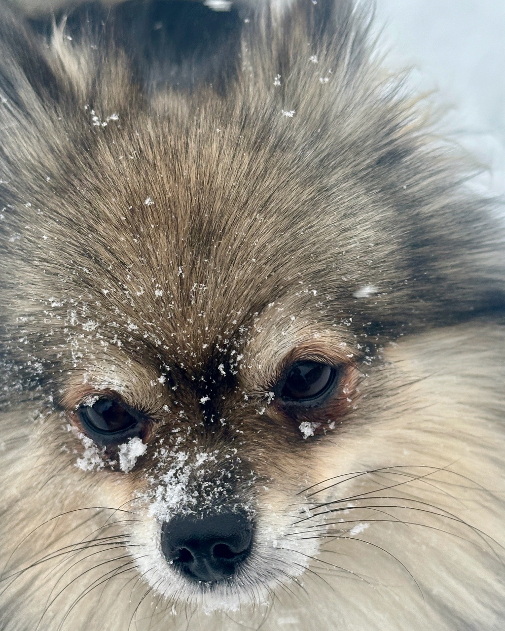Monika_abat в LOOKY — Ох, люблю я снег ❄️