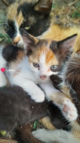Looky_172689337630758 в LOOKY. . Котики#мило#домашний...