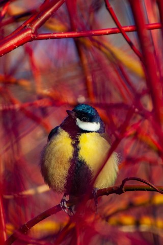 АлександрРомашов в LOOKY. . [#bird ](bird)[#bird...