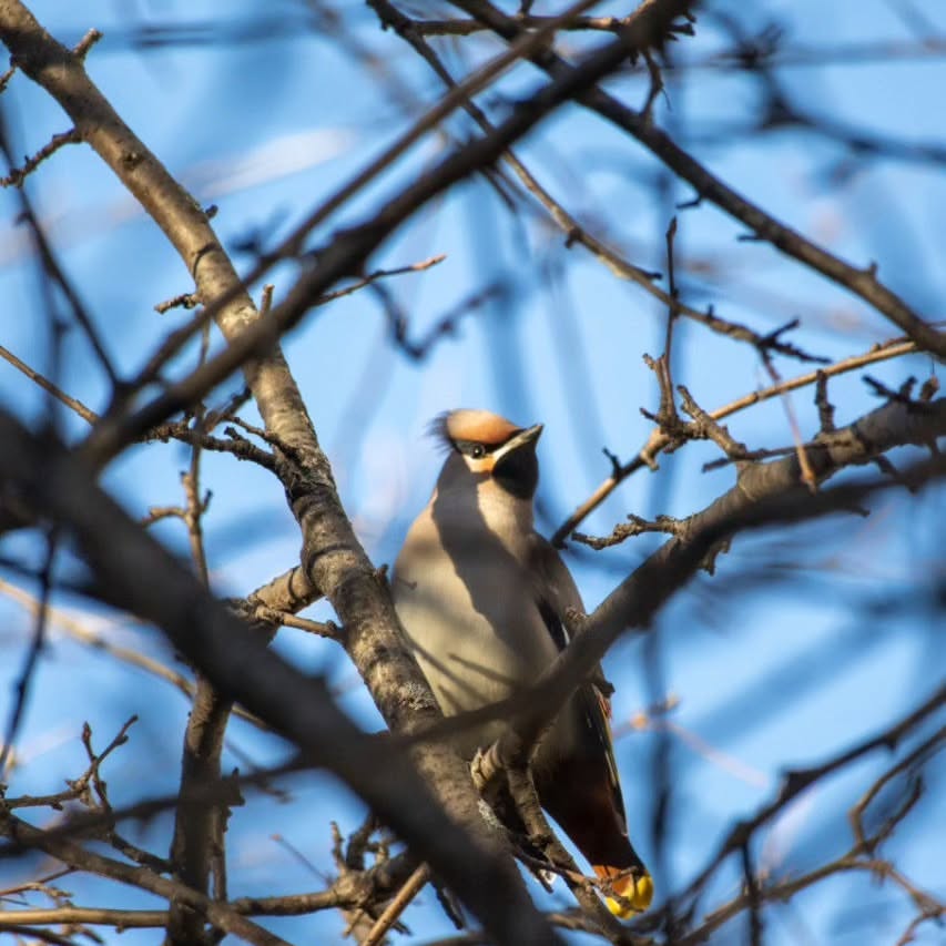 alx.a.lav в LOOKY. . Свиристель [#birds ]...