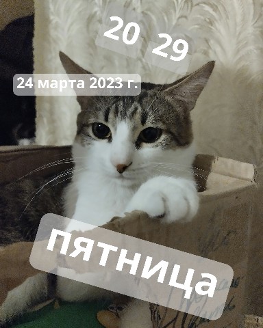 Кот Мурчик в LOOKY. . 