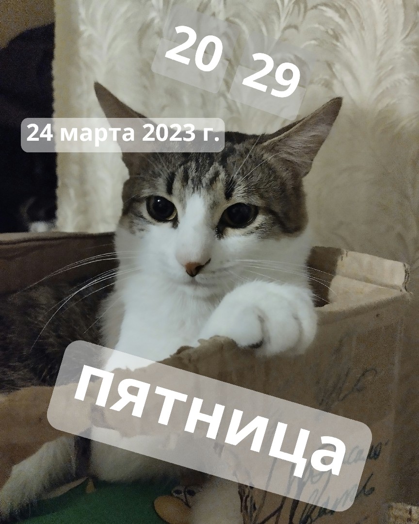 Кот Мурчик in LOOKY. . 
