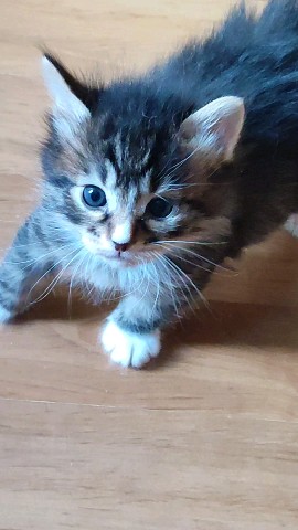 gardemarincat в LOOKY. . [#gardemarincat](gar...