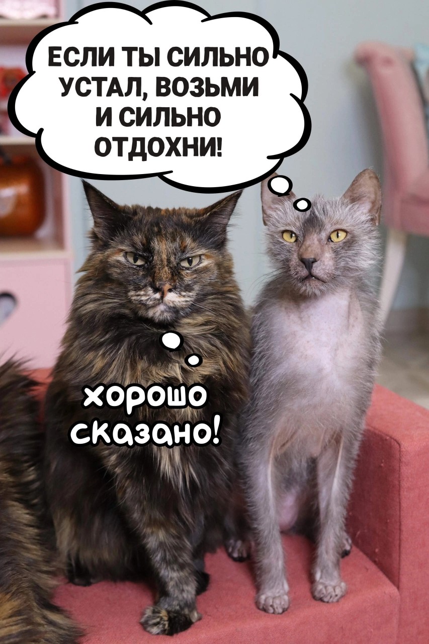 новикова надежда в LOOKY — публикация