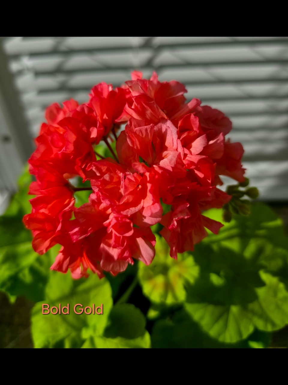 Salut в LOOKY — Расскажу о моей коллекции пеларгоний.
🌼
Пеларгония Болд Гол