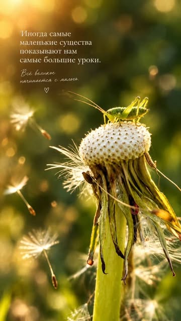 dianka_grace в LOOKY. . 
