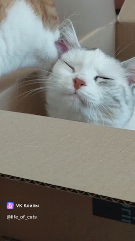 Senya в LOOKY — #Коты