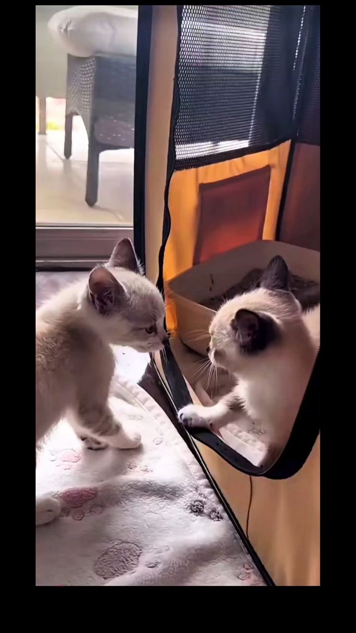 kosmai29 в LOOKY. . Чё там булькнул