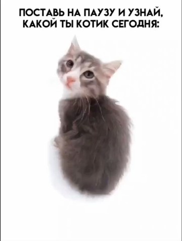 Морской котик in LOOKY. . 