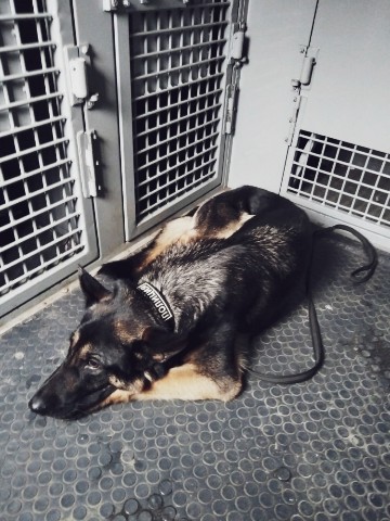 Diamond в LOOKY. #немецкаяовчарка,#работа,#germanshepherds,#german_shepherd_dog. Работаем 

#немецкая...