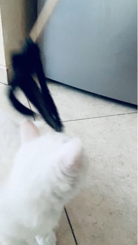 sheerfold_cattery в LOOKY. . ❤️❤️❤️🧿🧿🏡🐈