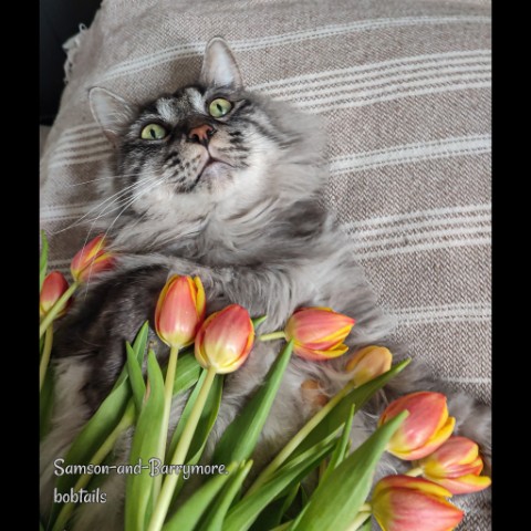 samson_and_barrymore.bobtails в LOOKY. . .
Друзья мои, сегодн...