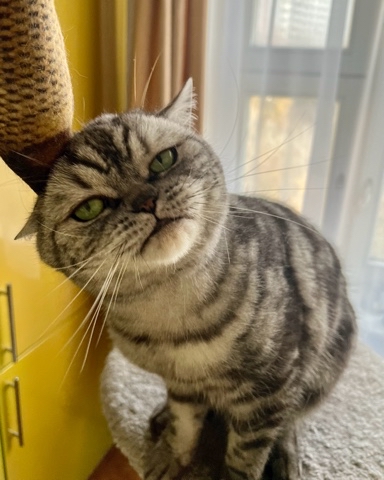 british_mars_cat в LOOKY. . 