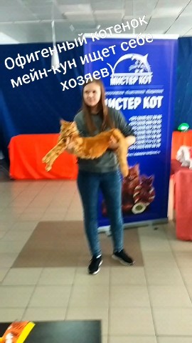 tinorika17 в LOOKY. #мейнкун,#мейн-кун,#продажа,#выставкакотят,#котята. Обалденный яркий кот...