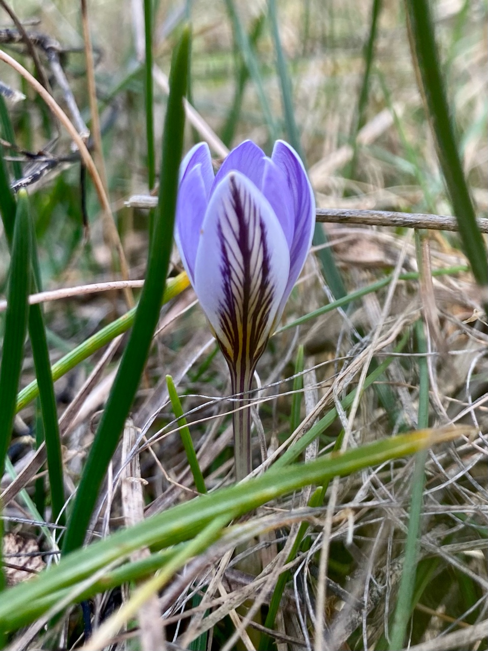 nina_melekhova в LOOKY. #золотороссии,#геленджик,#горы,#листва,#новыйгод2026,#looky,#looky_you,#looky_топ
#looky_контент,#looky_блогер,#looky_рекомендации
#looky_official,#looky_top,#looky_пост
#nina_melekhova,#nina_neiro,#февраль,#море,#небо,#закат,#цветы,#первоцветы,#одуванчики,#крокусы. Первые цветочки в фе...