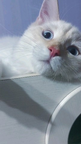 starkirinov в LOOKY. . Да посмотри ты уже к...