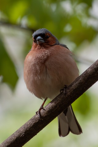 АлександрРомашов в LOOKY. . [#bird ](bird)[#bird...