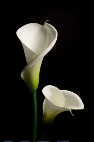 Looky_1700991869431 в LOOKY. . 