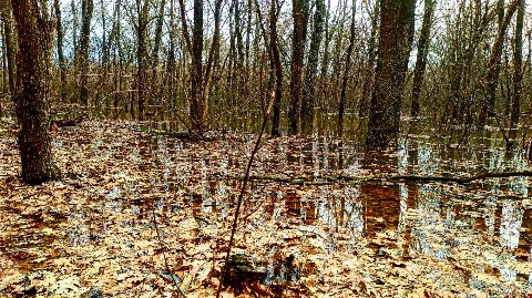 progulkipolecu1 в LOOKY. #леса,,#forests,,#грибы,,#mushrooms,#река,,#вода,,#river,,#water. #леса, #forests, #гр...