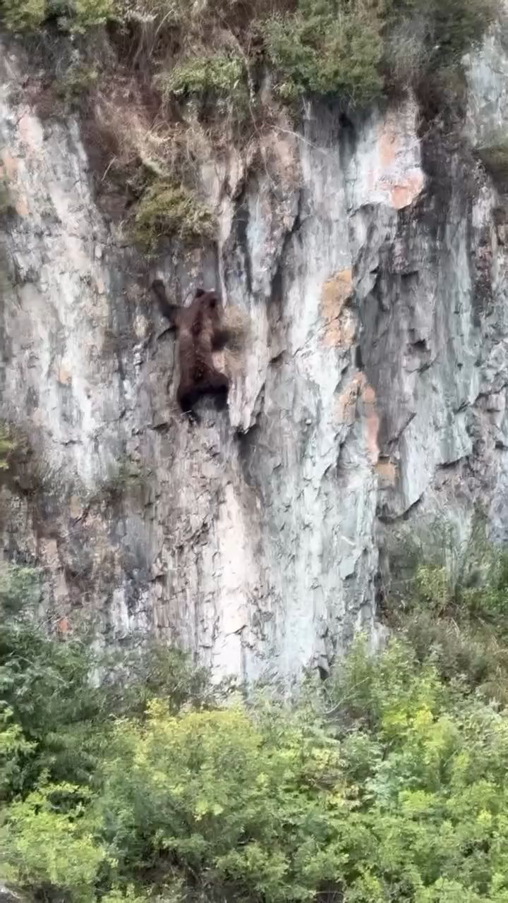 Natalya Popova в LOOKY. . 🐻 Медвежьи истории ...