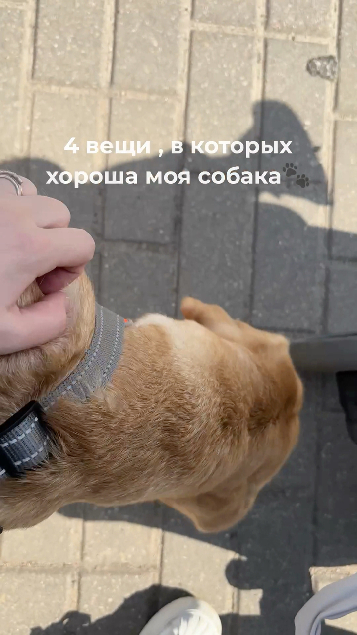 На связи лабрадор Бен-Бен в LOOKY. #276247301,#воскдлялап,#собака,#любовь. Воск для лап и носа ...