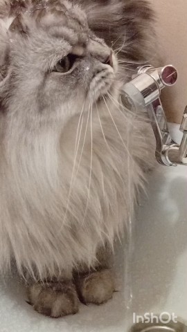darenka_little в LOOKY. #котики,#cats,#ilovemycat,#lovecats,#nature,#instacat,#kitty,#animals,#коты #кот #cat #catsofinstagram #кошка #кошки #котята #котик #котэ #catstagram #котенок #животные #catlover #catlovers #instacat #инстакот #котя #котятки #catlife #catoftheday #cats_of_instagram. Пьет только из крана...
