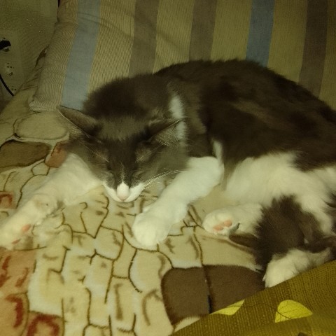 Кот эклер в LOOKY. . 