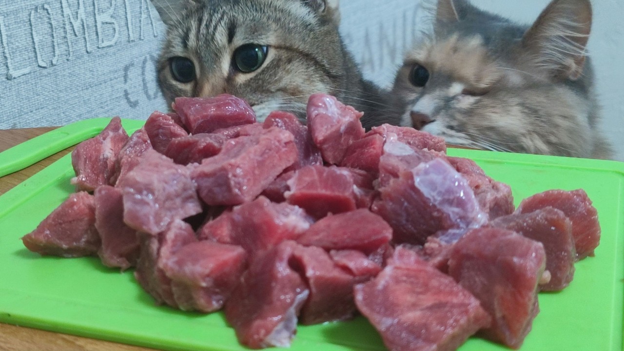 svetlana7_life в LOOKY — Нашим кошкам нравится наблюдать за приготовлением ужина) Осо