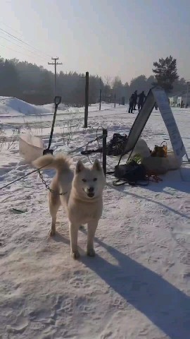 Looky_1693260639672 в LOOKY. . Напросилась