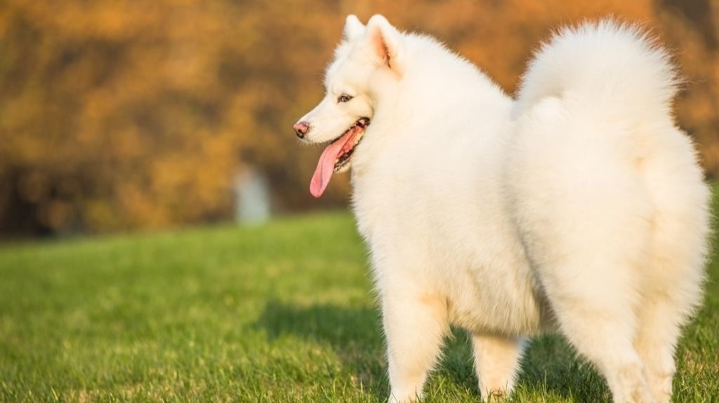 Самоед. Информация о породе собак самоед: особенности и уход
🐕 🐕  Своей беззаботной улыбкой, дружелюбным нравом и богатой шерстью самоеды определенно заслужили место в сердцах своих хозяев и любителей. В этих красивых собаках заложена ДНК служебной собаки, но их интеллект и любящий характер делают их прекрасными компаньонами. 
 
👉 Читайте дальше, чтобы узнать больше о породе и понять, есть ли у вас все необходимое, чтобы стать владельцем самоеда.
#собаки 
#породысобак 
#самоед 
Изображение от fanjianhua на Freepik