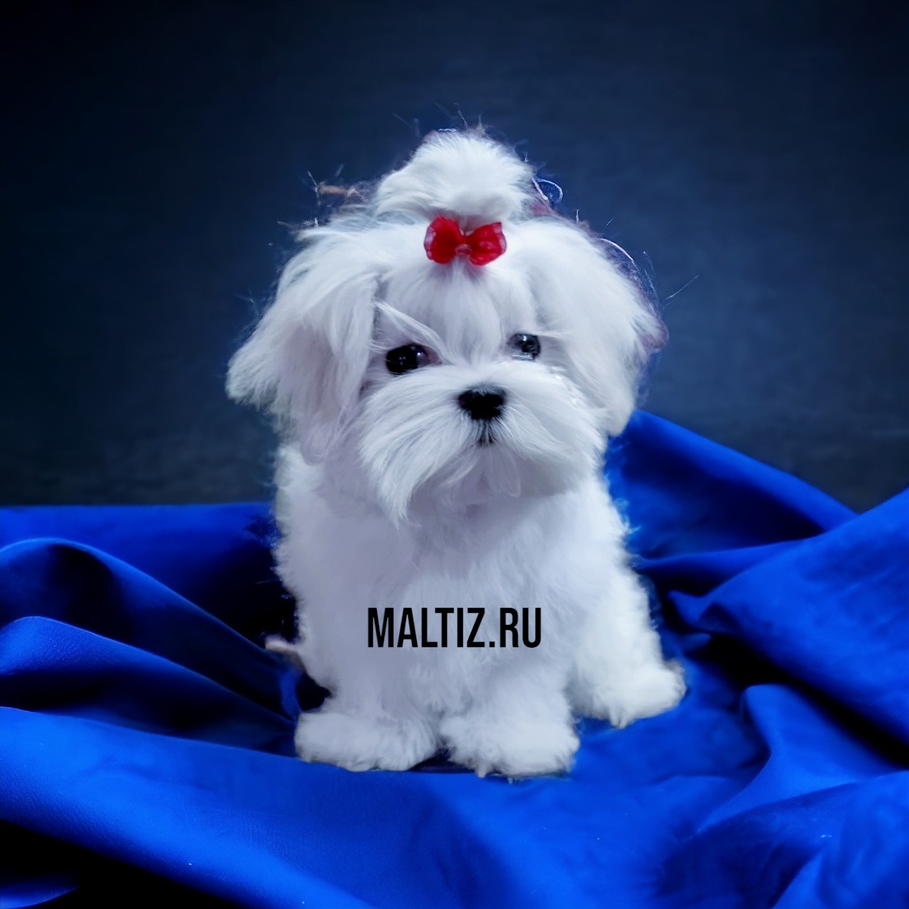 Питомник мальтезе  Daily Love в LOOKY — В продаже девочка мальтезе #питомникмальтезе #купитьщенкамал