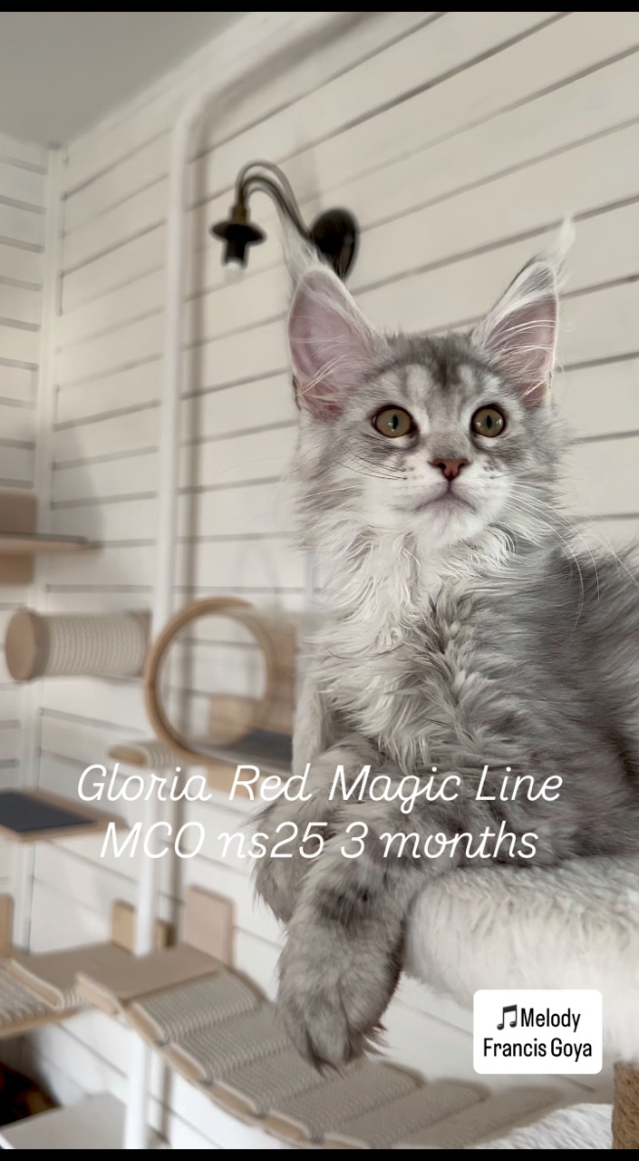 elena.vishneva в LOOKY. #redmagicline,#mainecoonkittens,#мейнкункотята,#silvermainecoonkitten,#питомникмейнкун. Очень красивая девоч...