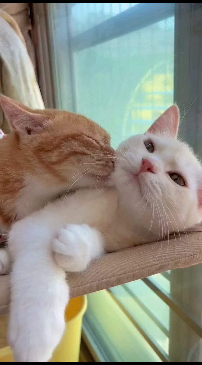Looky_176434777057286 в LOOKY. #котики,#котята,#котикиправятмиром,#домашниеживотные,#котэ,#котейка. #котики #котята #кот...