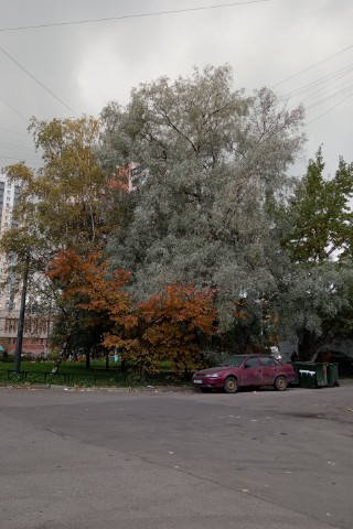 vikipereplet в LOOKY. . 