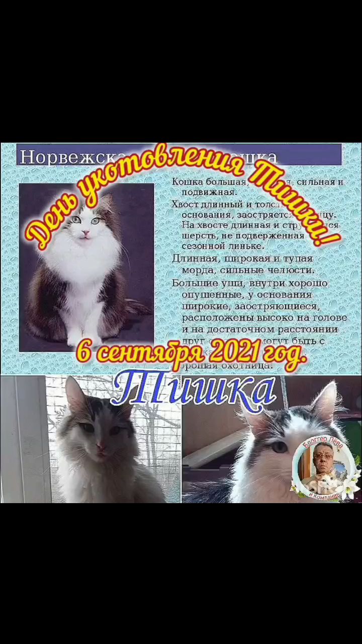 <<ДЕНЬ УКОТОВЛЕНИЯ ТИШКИ.>>
***
Ранней осенью домой шла Мама по дорожке.
Вдруг, сидит под скамейкой кошка!
Ну, не кошка, так сказать, небольшой котёнок.
Вертит чёрным хвостом, и плачет, как ребёнок.

Изо всех кошачьих сил просится на руки.
Маман взяла... ну, кто просил?! Не было ей скуки!
Весь дрожит, и худ, как тень, на ручках примостился.
Вот такой удачный день у Тихона случился.
(По стихам Наталии Крупской).
***
😻Доброе время суток, мои дорогие друзья, хвостики и двуногие!
😻С Вами снова на ВОЛНАХ ИНТЕРНЕТА Лёва и Братан, и конечно же, весь наш Прайд #БлоггерЛёваиК
🐈Тихон вчера ходил перед Миланой распушив хвост. А чё перед ней то понтоваться, у неё хвост то - как у крыски😹...
Но он ходил и говорил:
- Вот ты три дня назад всё кичилась, что тебе Братан сделал видео на день укотовления... Я его попросил, и он мне тоже сделал.
- А где он, я не видела? - Съязвила та.
- Так он сказал, что выложит шестого сентября, в день укотовления. Вот и посмотришь.
📚Я о Тишке писать много не буду, а о том как он появился в Прайде, читайте в КНИГЕ 2, Глава 11. "Как Братан стал ДЕКАНОМ и кто такой ТИХОН". Теги: #историяпрайдаблоггерлева #ПоявлениеТихонавПрайде #КакБратансталдеканом
А так же:
#ТишкаВтороеУтроДома
#СказкаопоявленииТихонавПрайде
#ЛёваоНорвежскомЛесномКотеТишке
🫂🐈А мы поздравляем нашего Тишуню с днём укотовления! Урр-рррааа!
📽️Смотрите наш ролик о Тишке.
💞С Вами Прайд "Блоггер Лёва и К°".
💖Если понравилось, с Вас лайк😹, Вам не трудно, а мне приятно.
😻МуррррСибо😻
.
.
#ДеньУкотовленияТишкиВПрайде
#норвежскийлеснойкот
#рыжийкот
#ориентал
#сфинкс
#чёрныйкот
#русскоевропейскаялайка
#мыизкотограма