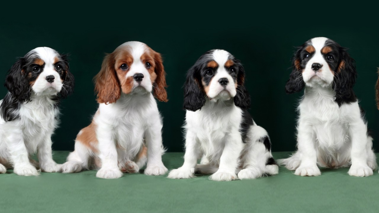 puppengame in LOOKY