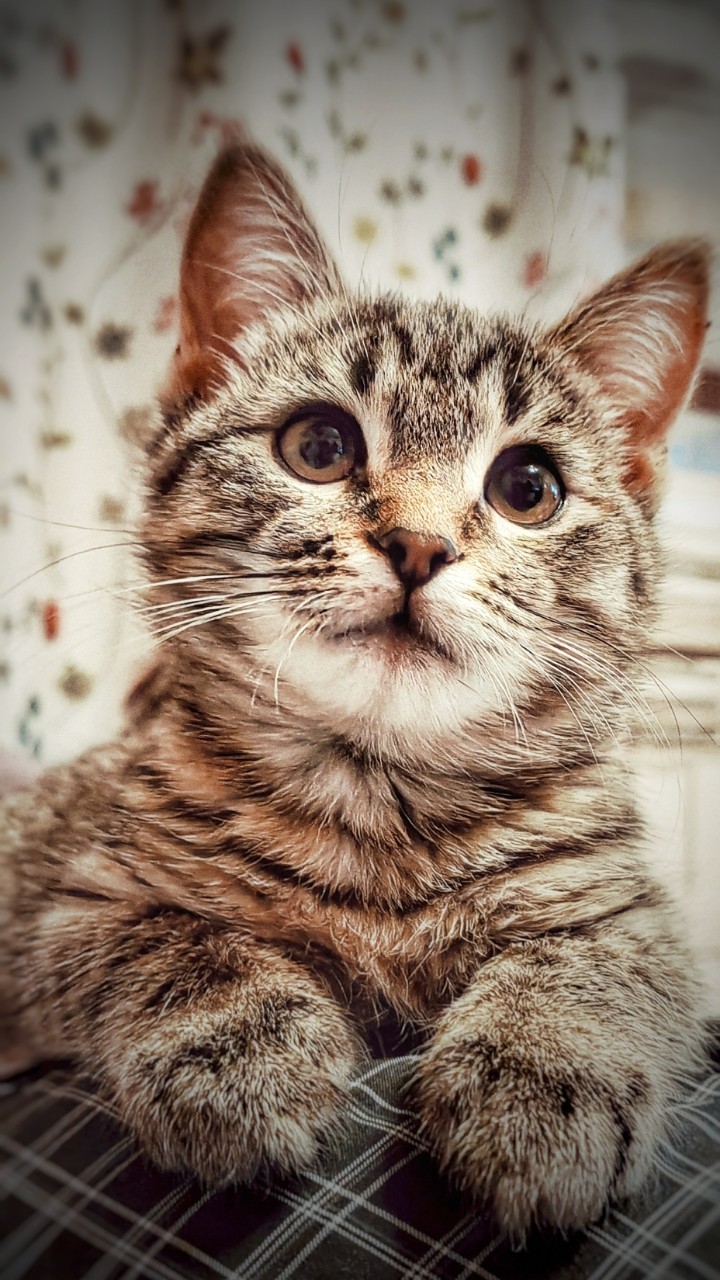 Привет, привет! 🤗 Продолжаю серию "Королевская дворняжка Соня" - моя девочка ❤ Хочется оставить в ленте детские фото ушастика. Она быстро растет, а сейчас милашка такая 😍😽

[#кошка](кошка) [#котэ](котэ) [#котики](котики) [#котёнок](котёнок) [#милашка](милашка) 