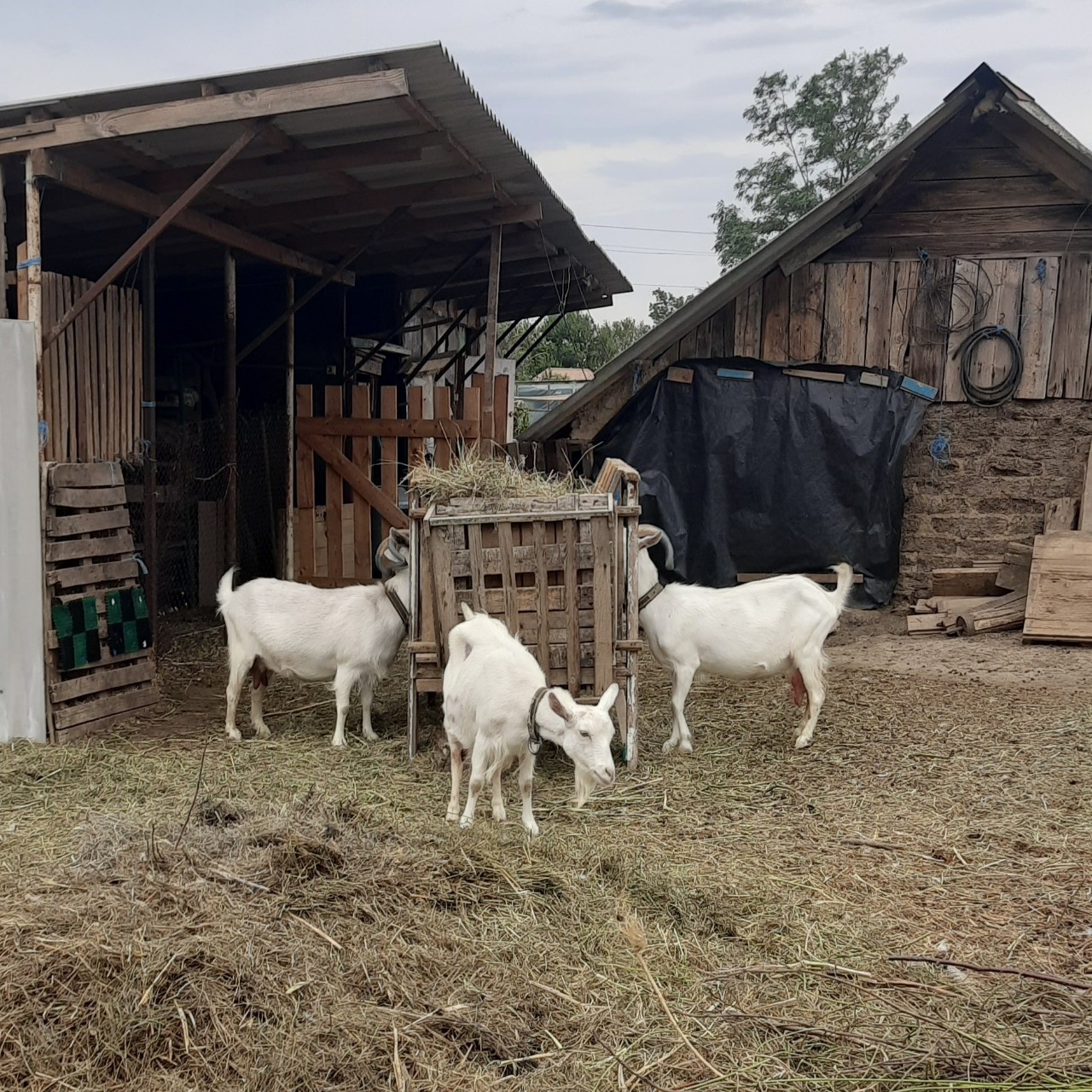 Мои девчонки🐐
Нет предела человеческой любви к халяве.
Увидела объявление в местной группе о покупке козочек, а так как я продаю как раз то решила написать и спросить какой возраст интересует, порода и тому подобное. Написала, мне отвечают что нужны козочки от 4 месяцев уже снятые с молока и чтобы все ели. Ну как бы моя отлично подходит думаю я и пишу ему цену- 8000 рублей, как бы адекватная цена для полугодовалого чистопородного  козлёнка, на что мне приходит ответ "золотая коза, за 1000 рублей бы", а я ее 3 месяца молоком поила , чистым натуральным козьим молоком. И если пересчитать на деньги то это 11 тысяч рублей, и это только молоко не считая остального корма, ветпрепаратов, трудозатрат, т.е. это моя упущенная выгода. И потом мне предлагают за нее тысячу, да я лучше ее съем и то пользы больше будет. Когда я прошу за козочку 8000 я понимаю что продаю себе ее в убыток. Но дарить при этом я ее не намерена. Хотите козлят по тысяче рублей -покупайте  суточных.Бесят эти любители халявы.#жизнь_в_деревне #мыЖелдак#козы #свойдом #ЛПХ_Любимая_коза