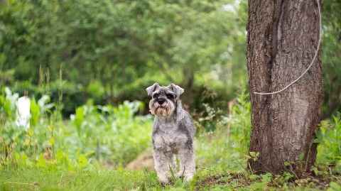 Leeny_a в LOOKY. #цвергшнауцер,#шарташ,#Роки,#zwergschnauzer,#miniatureschnauzer,#служебнаясобака,#фотосессия,#nikon,#helios,#гелиос,#гелиос44,#helios44,#боке,#photographer,#photo,#photography. #цвергшнауцер #шарта...