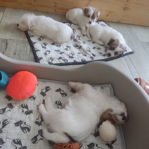 allegro_diavoletto_kennel в LOOKY. . Все люди как люди, а...