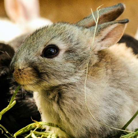 Забавные животные в LOOKY. #животные,#питомцы,#animals. Забавные Животные ❤️...