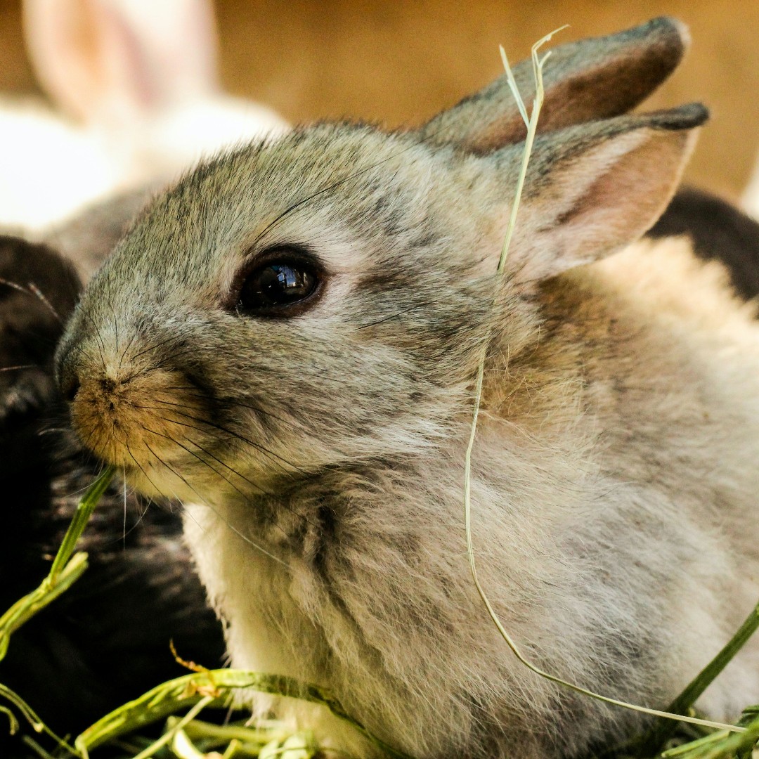 Забавные Животные ❤️ #животные #питомцы #animals
